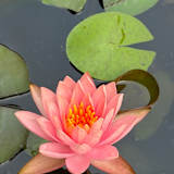 Prathiksha IS