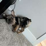 Andy