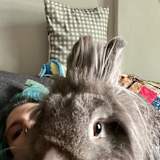 Casp