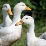 dey