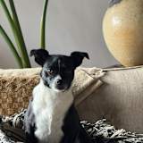 Paloma