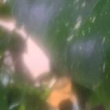 Lwh