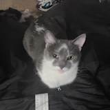 Jasper