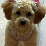 Bobbi