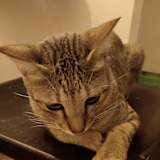 Nupur