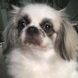 Vange