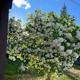 Elly Thibert