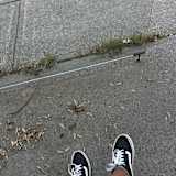 Koin