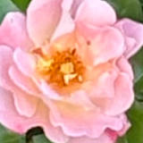 Elizabeth