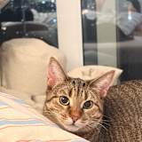 Jolie