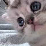 Justin