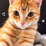 Shagufta