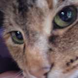 Nali