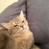 Noura