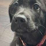 Chloe