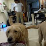 Aaditya dube