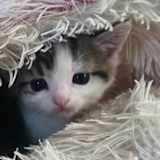 Melody