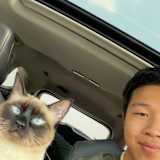Cody lei