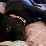 Cynthia