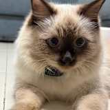 Aw Han Xi