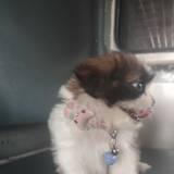 Ammu