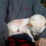 Lily
