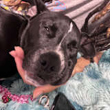 Nell