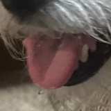 Carlos