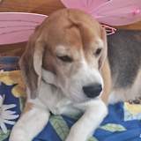Stella