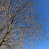 Shiba