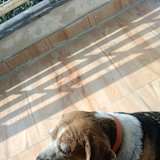Safi
