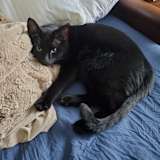 Jasper