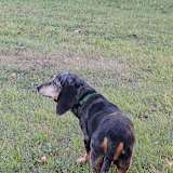 Ellery