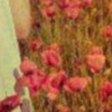 Annas