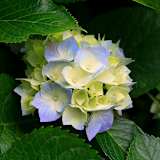 AMNA