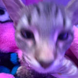 Arieann