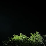 Sourabh