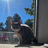 Nicholas
