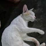 Akash