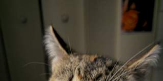 Lani