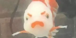 小金鱼