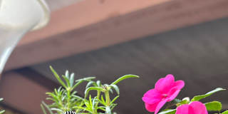 Arpitha