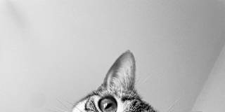 Elodie