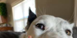 Mal