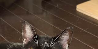 Hugo