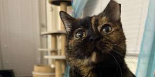 Rosie
