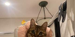 mia