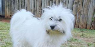 Quinos