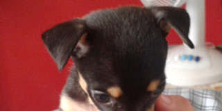 Gideon