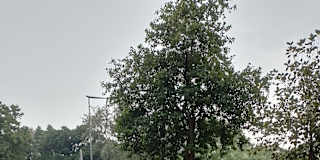 Rachna